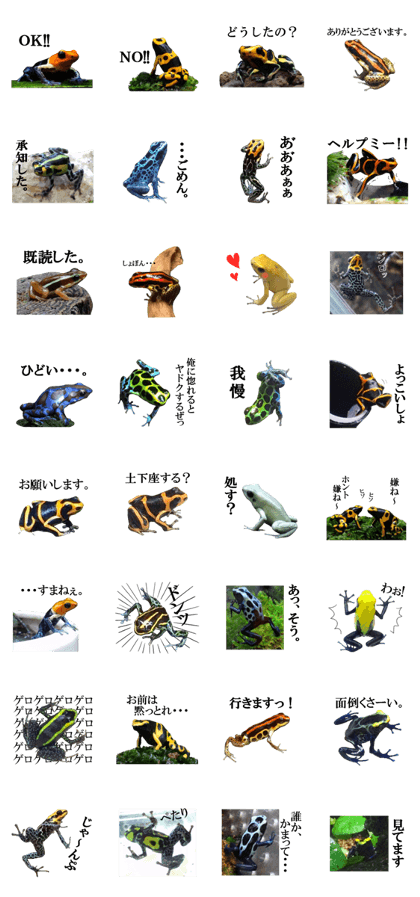 Poison dart frog of photo