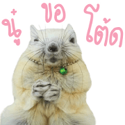 A little Squirrel2 Kwan & Khing A little Squirrel2 Kwan & Khing