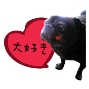 7 pugs and ete 7 pugs and ete