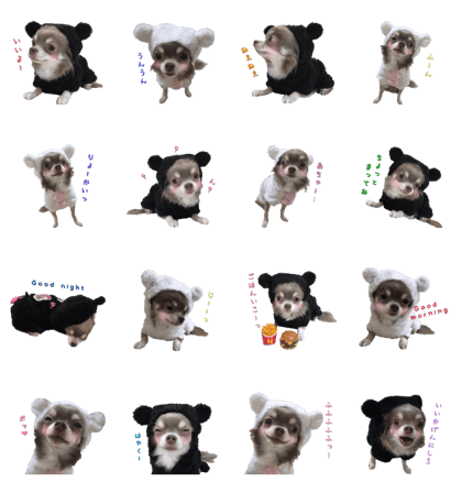 Bear chihuahua Bear chihuahua