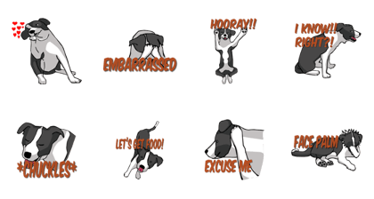 Border Collie Daily 2