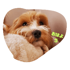 Mochi_20201120164240