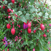 Mei Mei life chapter