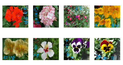 Mei Mei life chapter