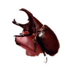 ringo_20201120154648