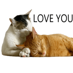 Cat_Chiumilerler