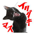 なめ猫 なめんなよ Line スタンプ Line Store なめ猫 なめんなよ Line スタンプ Line Store