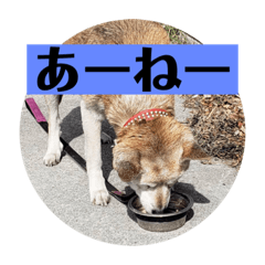 hANA_20201120220440
