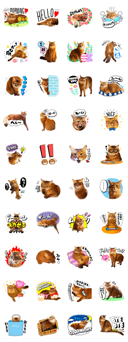 A cat called "Ernest"