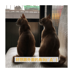 兩隻小橘貓的日常♡