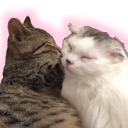 Marilyn family's brilliant cat dog story