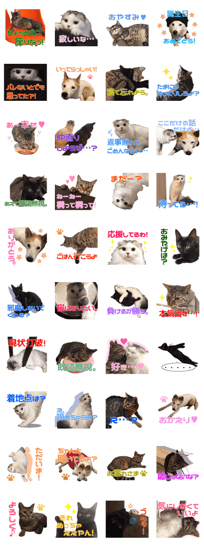 Marilyn family's brilliant cat dog story