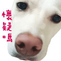 Taiwan mix dog Machi