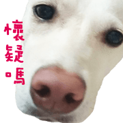 Taiwan mix dog Machi