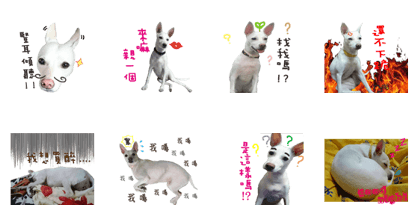 Taiwan mix dog Machi