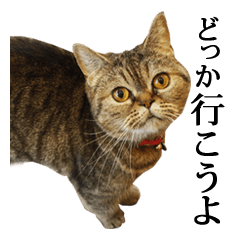 Exotic shorthair Sticker "ugly but cute"