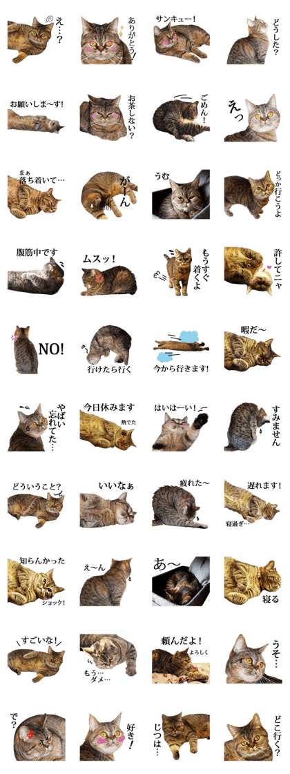 Exotic shorthair Sticker "ugly but cute" Exotic shorthair Sticker "ugly but cute"