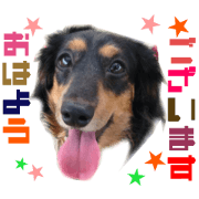 Real DOG Dachshund Black & Tan