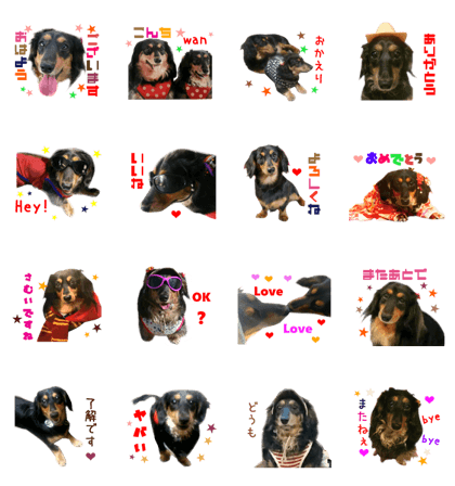 Real DOG Dachshund Black & Tan