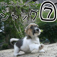 MIEDOG Jack Russell terrier sticker 7
