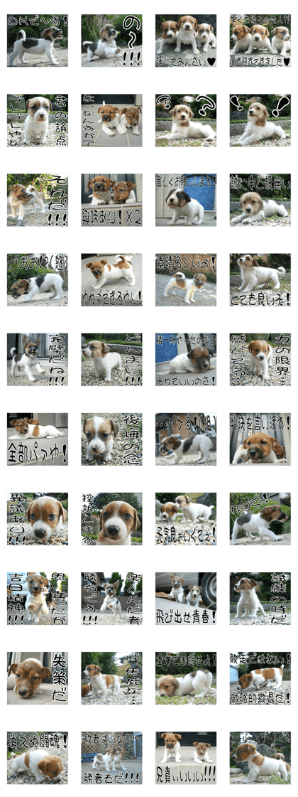 MIEDOG Jack Russell terrier sticker 7