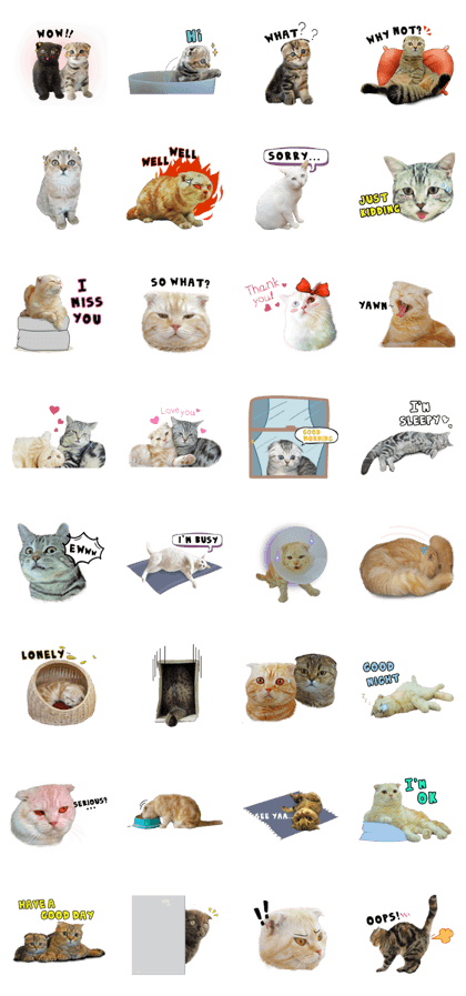 Happy scottish fold cat