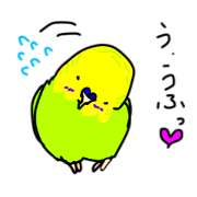 English Budgie