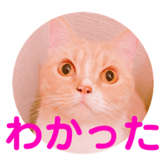 yumechan_20201122092515