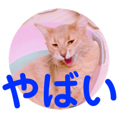 yumechan_20201122092951