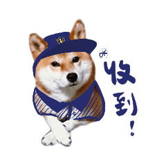 Shiba麻糬(ㄇㄨㄚˇ吉)