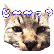 Treatment Nyan 2