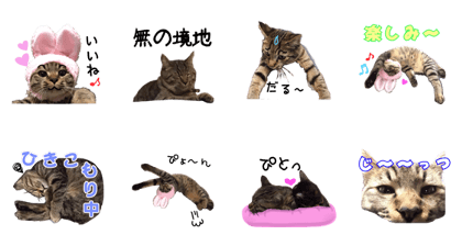 Treatment Nyan 2