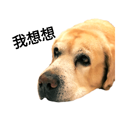 可愛拉Labrador