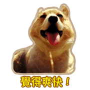 Corgi Bucky Says Hi !