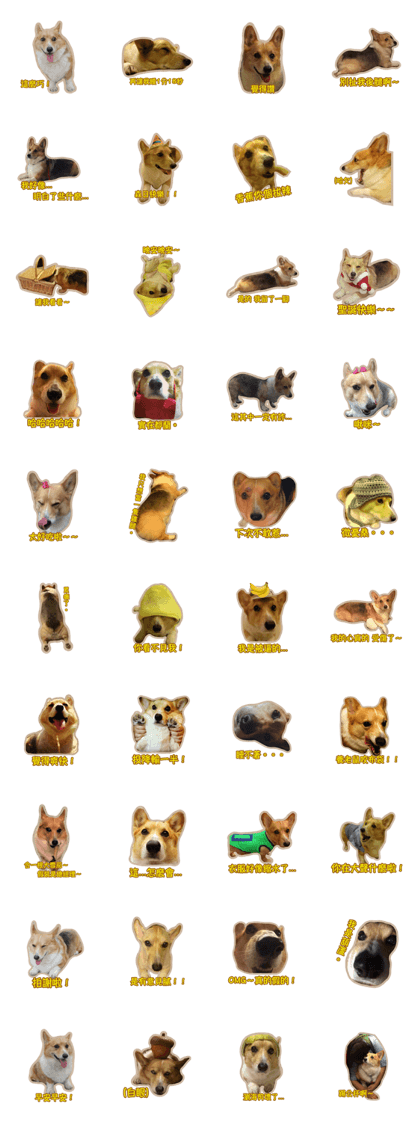 Corgi Bucky Says Hi !