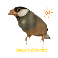 家の文鳥スタンプ