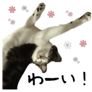 Qoo&Fuku The Cats 5