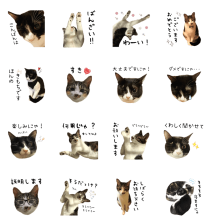 Qoo&Fuku The Cats 5