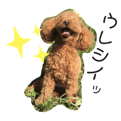 トイプードルもずくちゃんの気ままな日常