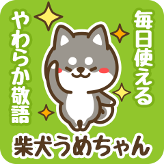 Petit Black Shiba Umechan (Honorific)