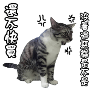 Cat slaves necessary2