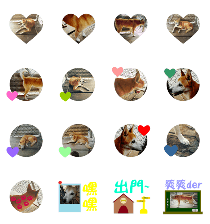 Cute Shiba Inu DOG 2