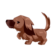 My cute dachshund