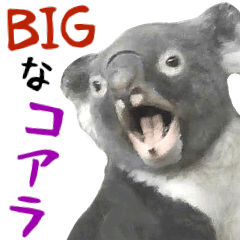 Big cute koala