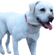 the normal dog ~sonia ver~