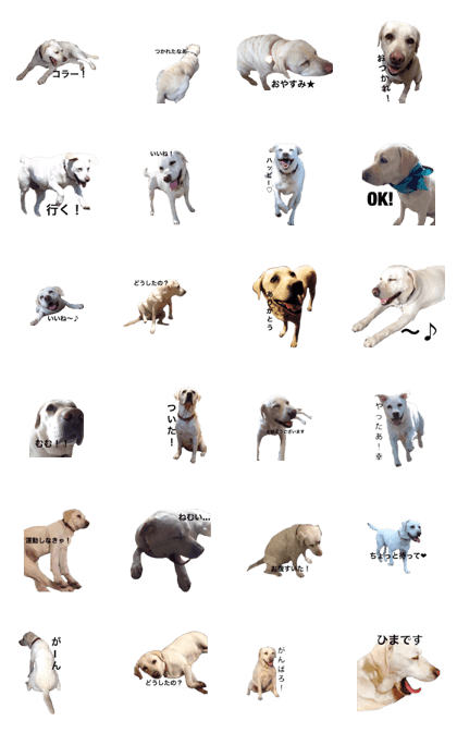 the normal dog ~sonia ver~