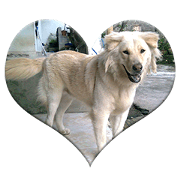 Romi Dog