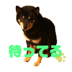 shiba_20201121212544