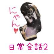 Pretty chihuahua COCO 2