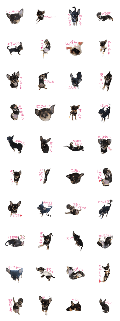 Pretty chihuahua COCO 2